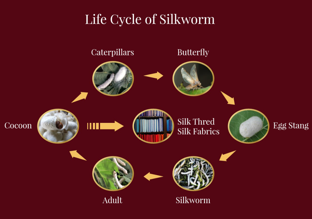 Yarn Comes From “silk Cocoons” 